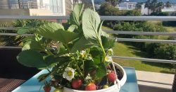 Seafront Penthouse In Turtle Bay Village, Esentepe, Kyrenia