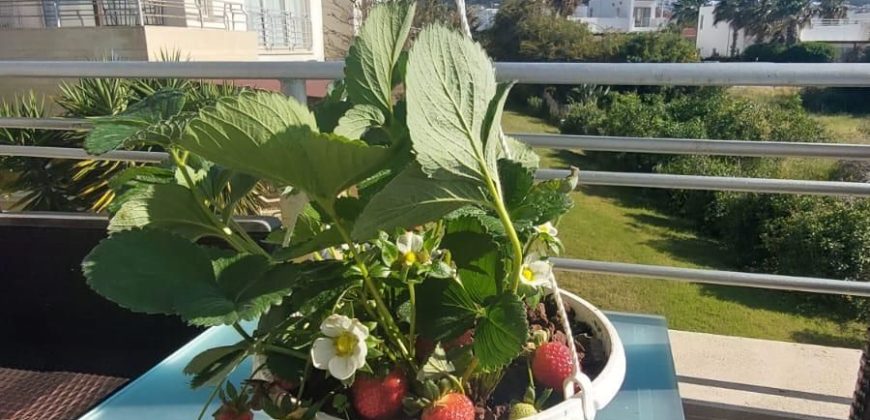 Seafront Penthouse In Turtle Bay Village, Esentepe, Kyrenia