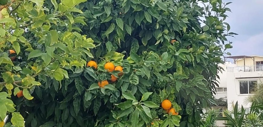 Seafront Penthouse In Turtle Bay Village, Esentepe, Kyrenia